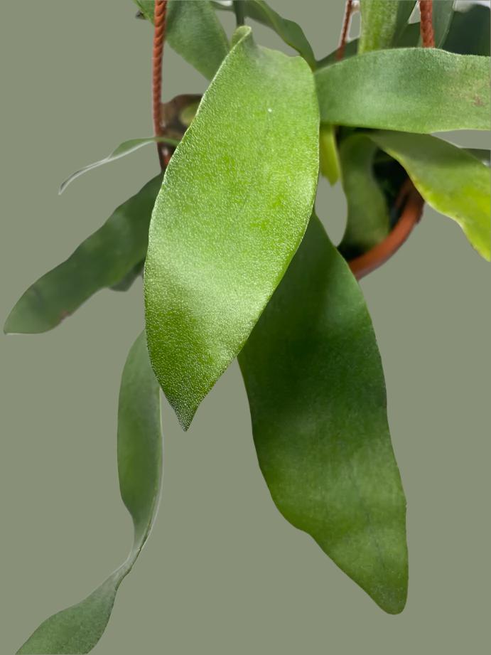 This is a healthy Staghorn Fern (Platycerium Bifurcatum) that comes with a FREE deluxe hanging pot. Really hard to find!&nbsp;