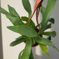 Staghorn Fern - with a FREE hanging pot!