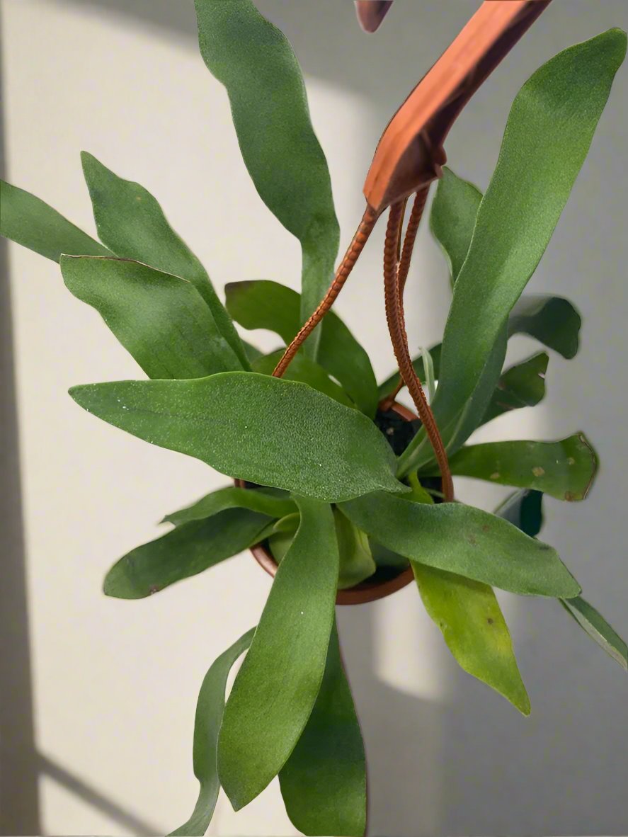 Staghorn Fern - with a FREE hanging pot!