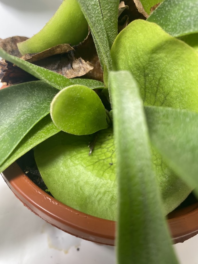 This is a healthy Staghorn Fern (Platycerium Bifurcatum) that comes with a FREE deluxe hanging pot. Really hard to find!&nbsp;