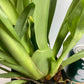 Miltoniopsis Arthur Cobbledick 'Springtime' orchid in a 4 inch pot. The blooms are soft creamy yellow with a red splash.