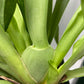 Miltoniopsis Arthur Cobbledick 'Springtime' orchid in a 4 inch pot. The blooms are soft creamy yellow with a red splash.