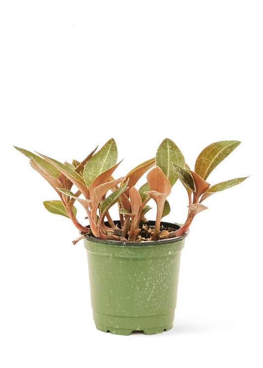 Jewel Orchid 'Discolor', Small in a 4 inch pot. It is grown in very limited supply, making it a rare and highly sought-after plant.