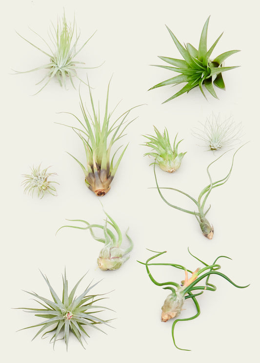 Mystery Air Plant Box 10-Pack. This assortment of air plants come in a range of shapes, colors, and sizes.