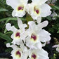 Dendrobium Nobile Cute Dress 'My Boy'. A beautiful nobile orchid with beautiful white blooms and a violet center (sold with no blooms).