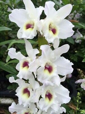 Dendrobium Nobile Cute Dress 'My Boy'. A beautiful nobile orchid with beautiful white blooms and a violet center (sold with no blooms).
