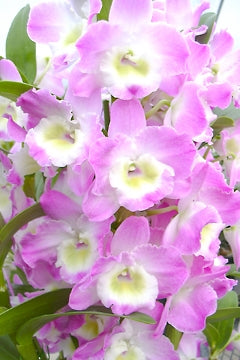 Dendrobium Nobile Violet Fizz "Luna" in a 4 inch pot! Easy to grow, great for mounting, and fragrant.