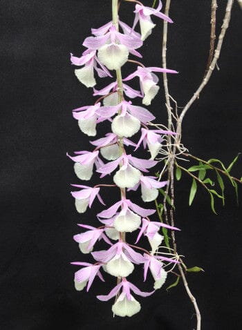 The Dendrobium Aphyllum is also famous by another name “hooded orchid”. This epiphytic plant holds a stunning blend of pink and violet flowers. Its unique characteristic of a tall stem and leafless design adds to its popularity among orchid lovers. 