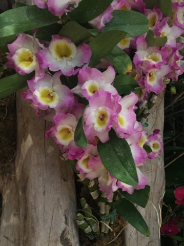 Dendrobium Nobile Angel Moon 'Love Letter'. A beautiful nobile orchid with beautiful voilet blooms and a yellow center (sold with no blooms)