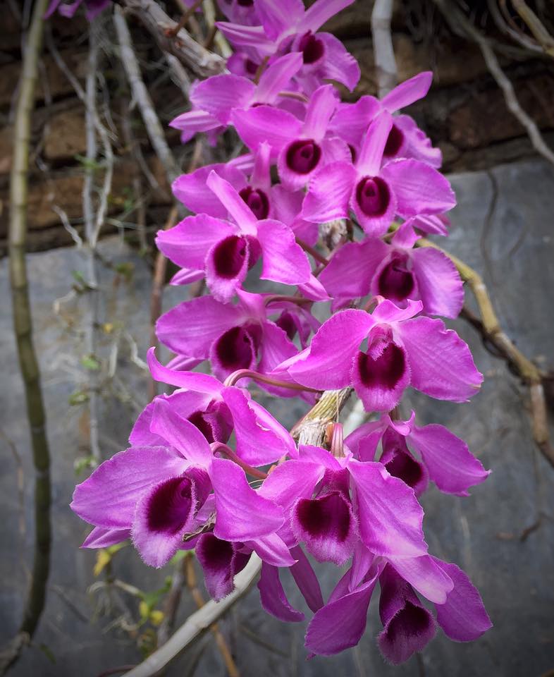 Dendrobium Super Nestor orchid mounted. Sellers choice of collection, you get ONE of the three. Easy care Dendrobium orchid and fragrant.