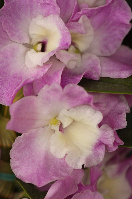 Dendrobium Nobile Violet Fizz "Luna" in a 4 inch pot! Easy to grow, great for mounting, and fragrant.