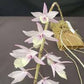 The Dendrobium Aphyllum is also famous by another name “hooded orchid”. This epiphytic plant holds a stunning blend of pink and violet flowers. Its unique characteristic of a tall stem and leafless design adds to its popularity among orchid lovers. 