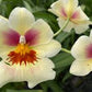 Miltoniopsis Arthur Cobbledick 'Springtime' orchid in a 4 inch pot. The blooms are soft creamy yellow with a red splash.