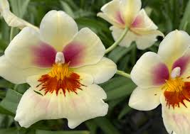 Miltoniopsis Arthur Cobbledick 'Springtime' orchid in a 4 inch pot. The blooms are soft creamy yellow with a red splash.