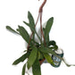 Staghorn Fern - with a FREE hanging pot!