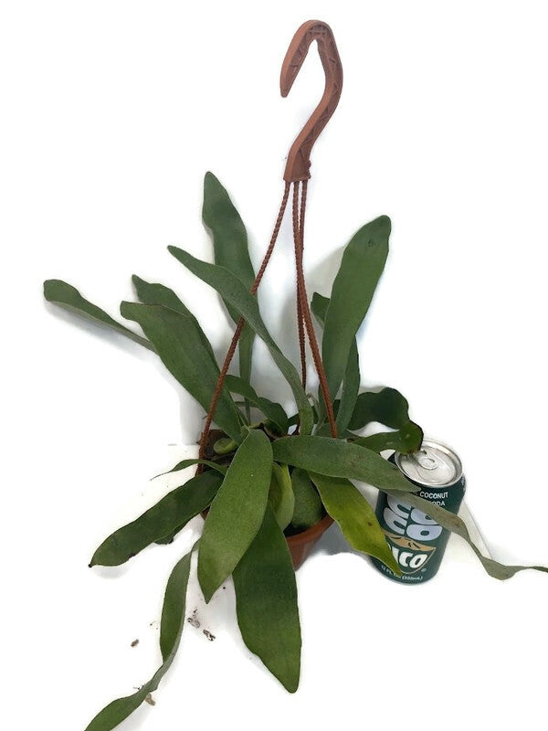 Staghorn Fern - with a FREE hanging pot!