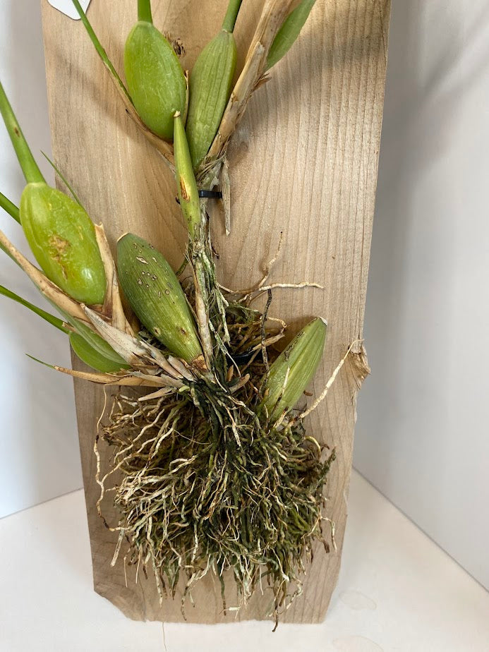 Maxillaria tenuifolia (Coconut Orchid) Red Orchid mounted on a cedar shingle (not in bloom)!&nbsp;