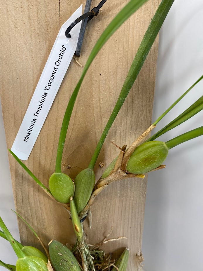 Maxillaria tenuifolia (Coconut Orchid) Red Orchid mounted on a cedar shingle (not in bloom)!&nbsp;