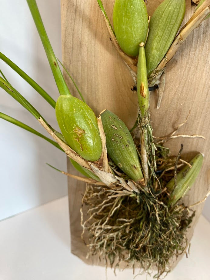 Maxillaria tenuifolia (Coconut Orchid) Red Orchid mounted on a cedar shingle (not in bloom)!&nbsp;