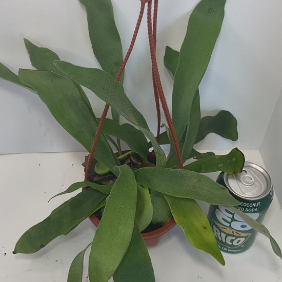 This is a healthy Staghorn Fern (Platycerium Bifurcatum) that comes with a FREE deluxe hanging pot. Really hard to find!&nbsp;