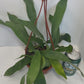 This is a healthy Staghorn Fern (Platycerium Bifurcatum) that comes with a FREE deluxe hanging pot. Really hard to find!&nbsp;