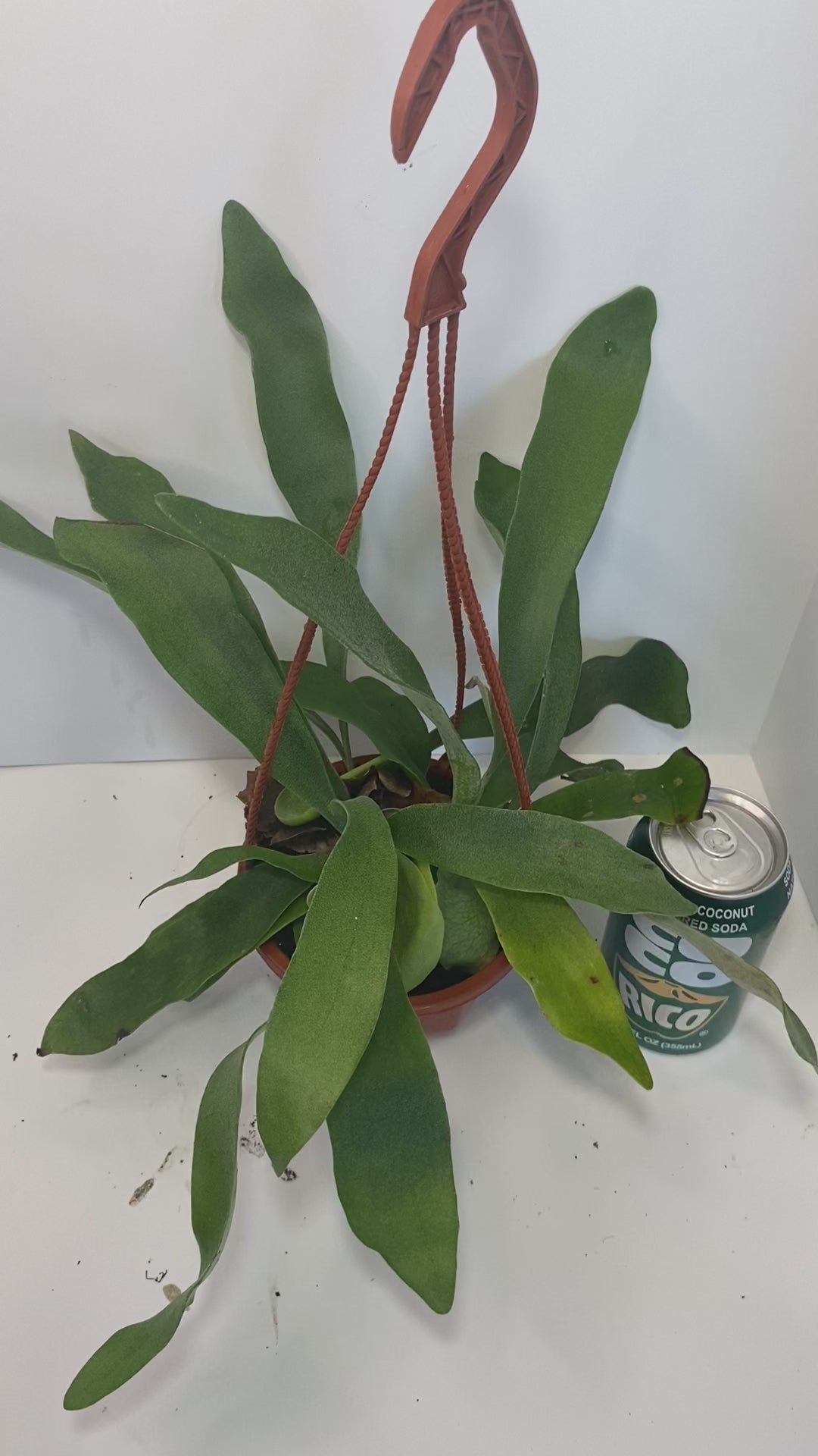 This is a healthy Staghorn Fern (Platycerium Bifurcatum) that comes with a FREE deluxe hanging pot. Really hard to find!&nbsp;