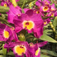 Dendrobium Nobile Bridal Red 'Lady Luck' Orchid. An easy care orchid with beautiful violet and yellow blooms 