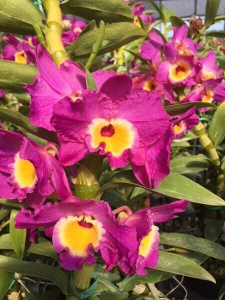 Dendrobium Nobile Bridal Red 'Lady Luck' Orchid. An easy care orchid with beautiful violet and yellow blooms 