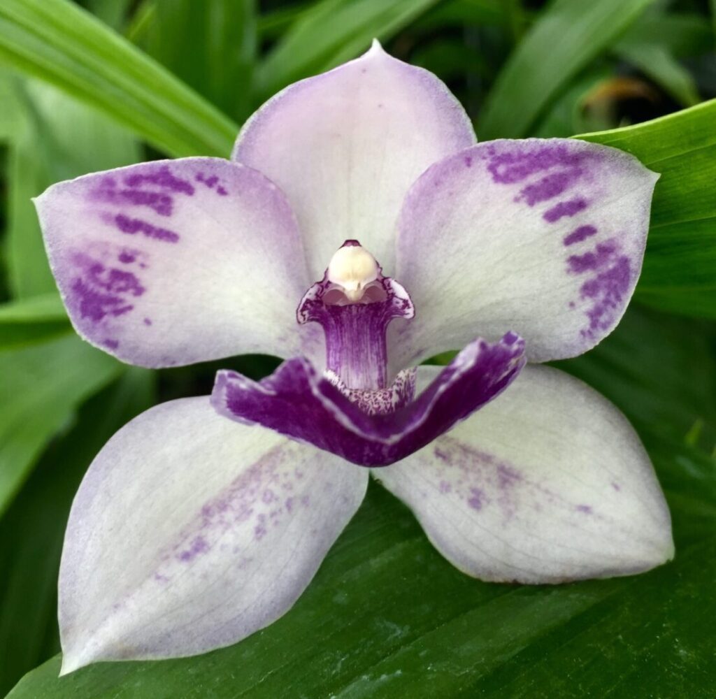 Tsubotaara Melinda Marie 'Blue Fairy' Compact Orchid in a 4 inch pot. This orchid has blooms that have an ivory background and blue center.