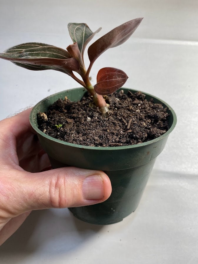 Black Jewel Orchid - Ludisia Discolor (not in bloom).