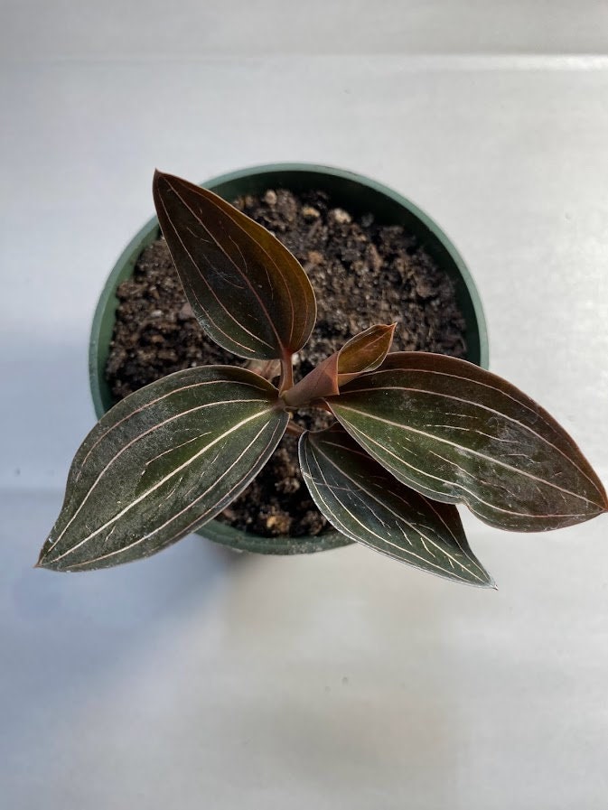 Black Jewel Orchid - Ludisia Discolor (not in bloom).