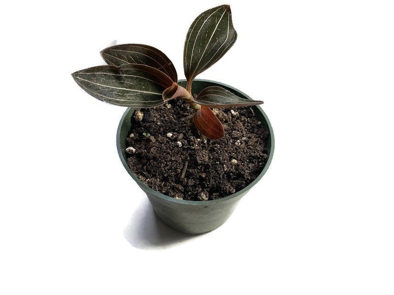 Black Jewel Orchid - Ludisia Discolor (not in bloom).