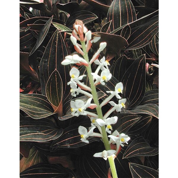 Black Jewel Orchid - Ludisia Discolor (not in bloom).