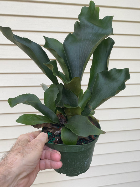 Healthy Staghorn Fern in a 6 inch pot! A NEW addition to our Staghorn family! She's a Platycerium Bifurcatum! So fun and easy to grow!