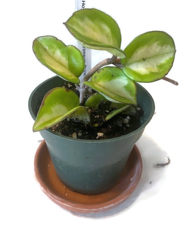 Krimson Princess Hoya carnosa in a 4 inch pot. The leaves are waxy and will trail down elegantly or can be staked on a trellis.