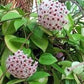 Krimson Princess Hoya carnosa in a 4 inch pot. The leaves are waxy and will trail down elegantly or can be staked on a trellis.