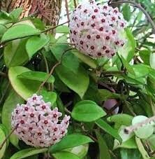 Krimson Princess Hoya carnosa in a 4 inch pot. The leaves are waxy and will trail down elegantly or can be staked on a trellis.