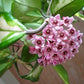 Krimson Princess Hoya carnosa in a 4 inch pot. The leaves are waxy and will trail down elegantly or can be staked on a trellis.