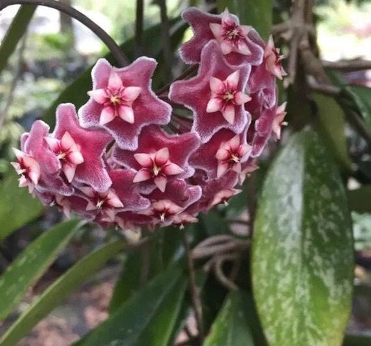 Hoya Pubicalyx Splash in a 4 inch pot. A climbing plant with thick spear shaped leaves with speckles of white and amazing waxy blooms!