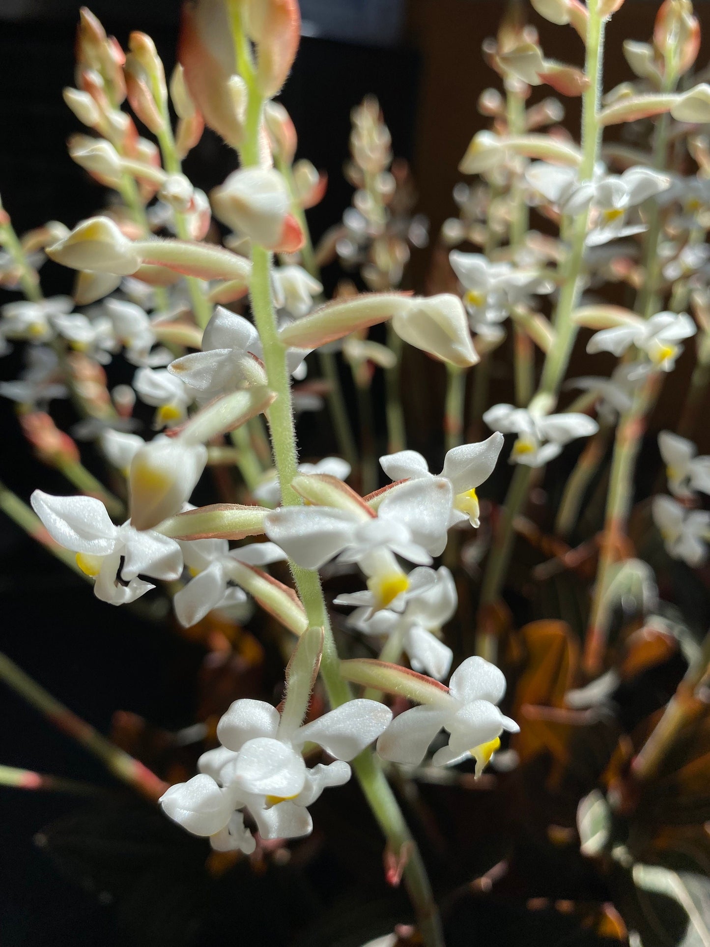 Black Jewel Orchid - Ludisia Discolor (not in bloom).