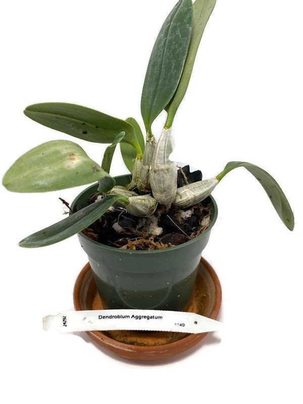 D. (Dendrobium) Dwarf Aggregatum Orchid in a 4 inch pot! This orchid can be successfully grown at home in a bright location!