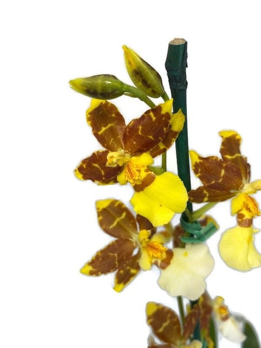 Oncidium Golden Afternoon Orchid in a 4inch pot! An easy care orchid! Wonderful gentle fragrance!