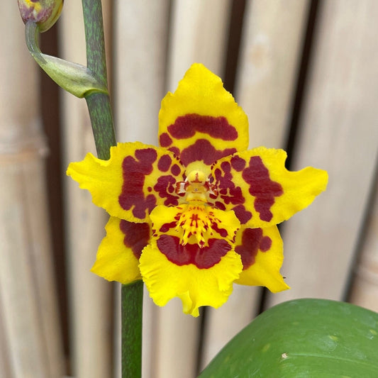 Wilsonara Pacific Passage Peach Cobbler Oncidium Orchid in a 4 inch pot! A great Orchid for beginners! Give her a try!