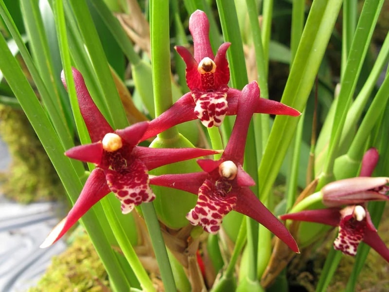 Maxillaria tenuifolia (Coconut Orchid) Red Orchid in a 4 inch pot! The blooms have an amazing coconut fragrance!